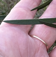 Melaleuca linearis at North Nowra, NSW - 23 Aug 2023 03:42 PM