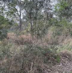 Melaleuca linearis at North Nowra, NSW - 23 Aug 2023