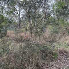 Melaleuca linearis at North Nowra, NSW - 23 Aug 2023 03:42 PM