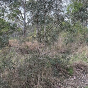 Melaleuca linearis at North Nowra, NSW - 23 Aug 2023 03:42 PM