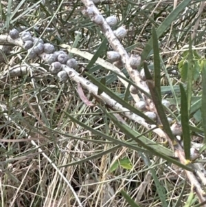 Melaleuca linearis at North Nowra, NSW - 23 Aug 2023 03:42 PM