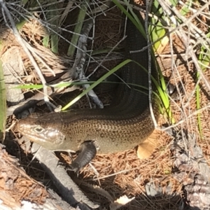 Bellatorias major at Evans Head, NSW - 23 Aug 2023