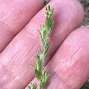 Kunzea ambigua at North Nowra, NSW - suppressed