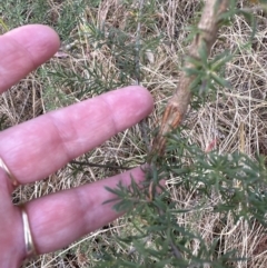 Kunzea ambigua at North Nowra, NSW - 23 Aug 2023