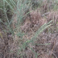 Kunzea ambigua at North Nowra, NSW - 23 Aug 2023