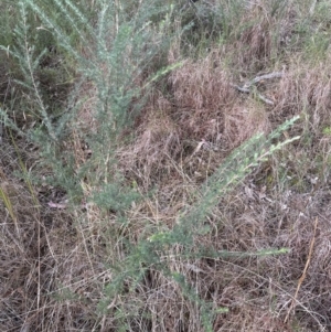 Kunzea ambigua at North Nowra, NSW - suppressed