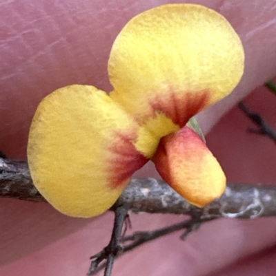 Dillwynia ramosissima (Bushy Parrot-pea) at Bomaderry Creek Regional Park - 23 Aug 2023 by lbradley