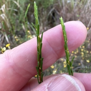 Dillwynia ramosissima at North Nowra, NSW - 23 Aug 2023