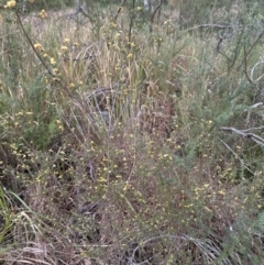 Dillwynia ramosissima at North Nowra, NSW - 23 Aug 2023