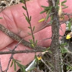 Dillwynia ramosissima at North Nowra, NSW - 23 Aug 2023