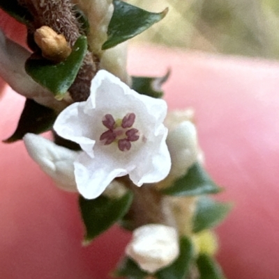 Epacris microphylla (Coral Heath) at Bomaderry Creek Regional Park - 23 Aug 2023 by lbradley