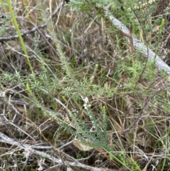 Epacris microphylla at North Nowra, NSW - 23 Aug 2023