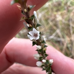 Epacris microphylla at North Nowra, NSW - 23 Aug 2023