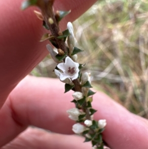 Epacris microphylla at North Nowra, NSW - 23 Aug 2023