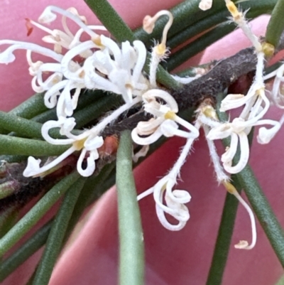 Hakea sericea (Needlebush) at North Nowra, NSW - 23 Aug 2023 by lbradley