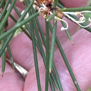 Hakea sericea at North Nowra, NSW - 23 Aug 2023