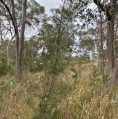 Hakea sericea at North Nowra, NSW - 23 Aug 2023 04:01 PM