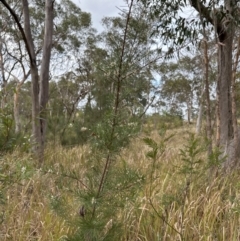 Hakea sericea at North Nowra, NSW - 23 Aug 2023