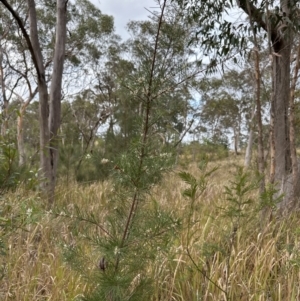 Hakea sericea at North Nowra, NSW - 23 Aug 2023 04:01 PM