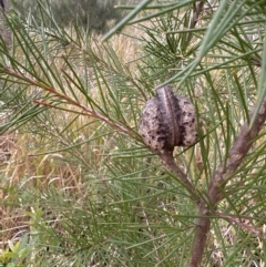 Hakea sericea at North Nowra, NSW - 23 Aug 2023