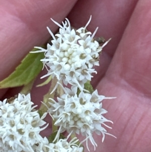 Ageratina riparia at North Nowra, NSW - 23 Aug 2023 04:07 PM