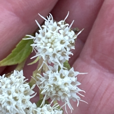 Ageratina riparia (Mistflower) at North Nowra, NSW - 23 Aug 2023 by lbradley