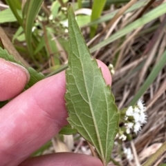 Ageratina riparia at North Nowra, NSW - 23 Aug 2023