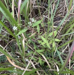 Ageratina riparia at North Nowra, NSW - 23 Aug 2023 04:07 PM