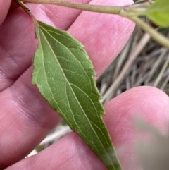 Ageratina riparia at North Nowra, NSW - 23 Aug 2023 04:07 PM