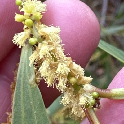 Acacia longifolia (Sydney Golden Wattle) at Bomaderry Creek Regional Park - 23 Aug 2023 by lbradley