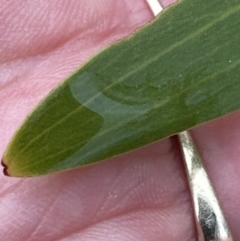 Acacia longifolia at North Nowra, NSW - 23 Aug 2023