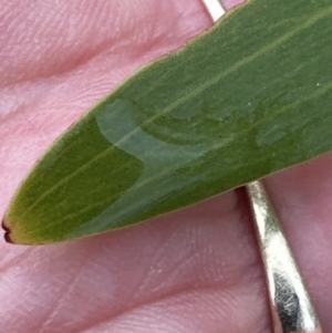 Acacia longifolia at North Nowra, NSW - 23 Aug 2023