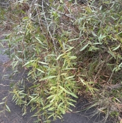 Acacia longifolia at North Nowra, NSW - 23 Aug 2023