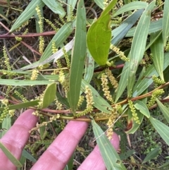 Acacia longifolia at North Nowra, NSW - 23 Aug 2023