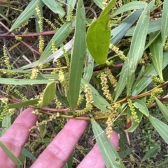 Acacia longifolia at North Nowra, NSW - 23 Aug 2023 04:11 PM