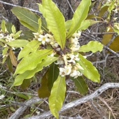 Pittosporum undulatum (Sweet Pittosporum) at Bomaderry Creek Regional Park - 23 Aug 2023 by lbradleyKV