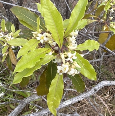 Pittosporum undulatum (Sweet Pittosporum) at Bomaderry Creek Regional Park - 23 Aug 2023 by lbradley
