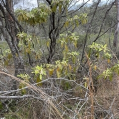 Pittosporum undulatum at North Nowra, NSW - 23 Aug 2023