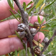 Leptospermum sejunctum (Bomaderry Tea-Tree) at Bomaderry, NSW - 23 Aug 2023 by lbradleyKV