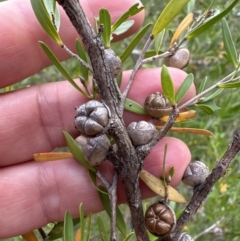 Leptospermum sejunctum (Bomaderry Tea-Tree) at Bomaderry, NSW - 23 Aug 2023 by lbradley