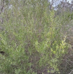 Leptospermum sejunctum at Bomaderry, NSW - 23 Aug 2023