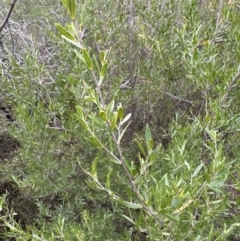 Leptospermum sejunctum at Bomaderry, NSW - 23 Aug 2023