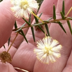 Acacia ulicifolia (Prickly Moses) at Bomaderry, NSW - 23 Aug 2023 by lbradleyKV