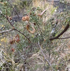 Acacia ulicifolia at Bomaderry, NSW - 23 Aug 2023 04:27 PM