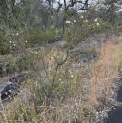 Acacia ulicifolia at Bomaderry, NSW - 23 Aug 2023