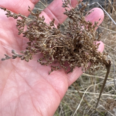Juncus (genus) (A Rush) at Bomaderry, NSW - 23 Aug 2023 by lbradley