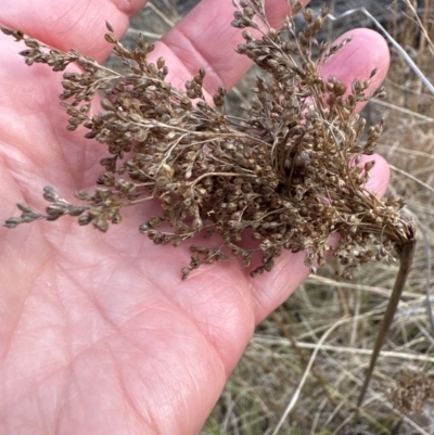 Juncus sp. (A Rush) at Bomaderry Creek Regional Park - 23 Aug 2023 by lbradley