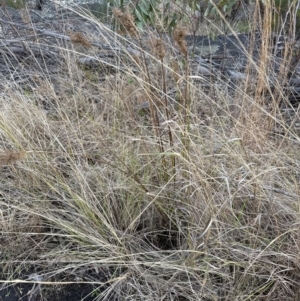 Juncus sp. at Bomaderry, NSW - 23 Aug 2023 04:35 PM