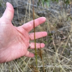 Juncus sp. at Bomaderry, NSW - 23 Aug 2023 04:35 PM