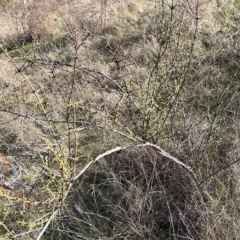 Discaria pubescens (Australian Anchor Plant) at Strathnairn, ACT - 23 Aug 2023 by Ange